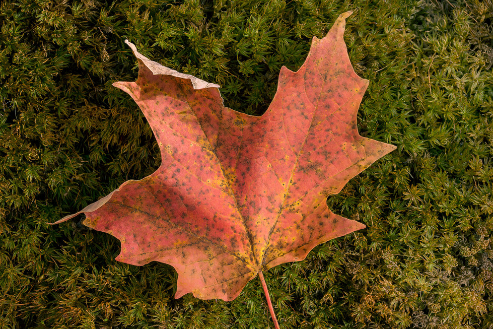 A vibrant red and orange autumn leaf resting on a bed of green moss.